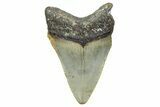 Serrated, Juvenile Megalodon Tooth - North Carolina #371698-1
